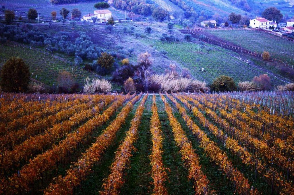 Agriturismo Cantina Morone Guardia Sanframondi Buitenkant foto